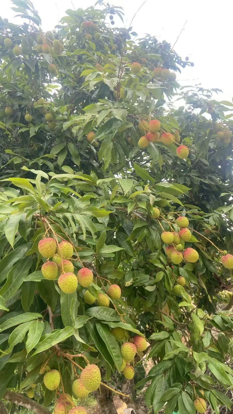 广西灵山妃子笑荔枝产地直发对接全国市场批发商