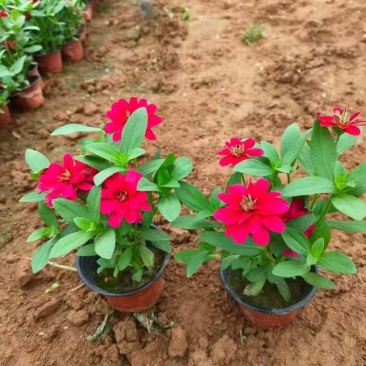 绿化苗木牵牛#基地批发#适合庭院花园小区绿化带