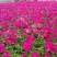 绿化苗木牵牛#基地批发#适合庭院花园小区绿化带