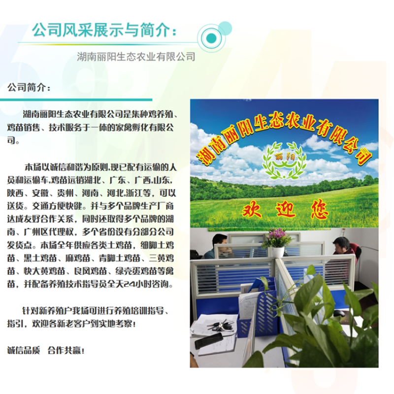 半大黑羽绿壳蛋鸡母苗/脱温绿壳蛋鸡/产蛋多品种/黑鸡活苗