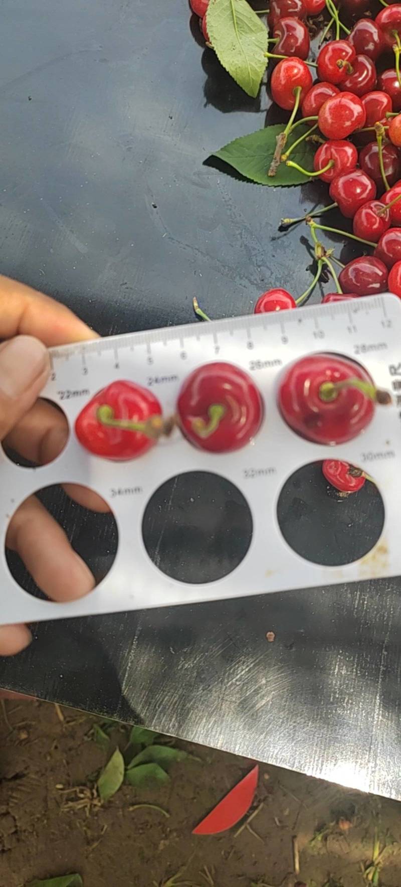 大樱桃