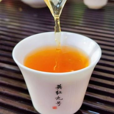 英红九号红茶，牛粪加花生枯种的有机茶