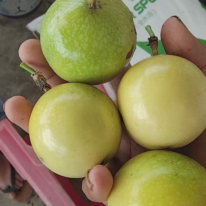 广东阳江精品黄金百香果/价格便宜产地直发欢迎联系