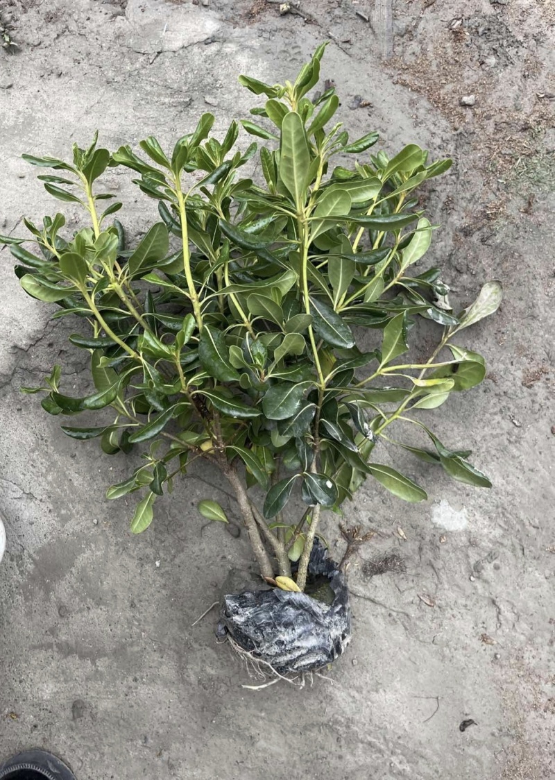 海桐宝珠香容器苗，高度30-50厘米，各种规格，常年直销