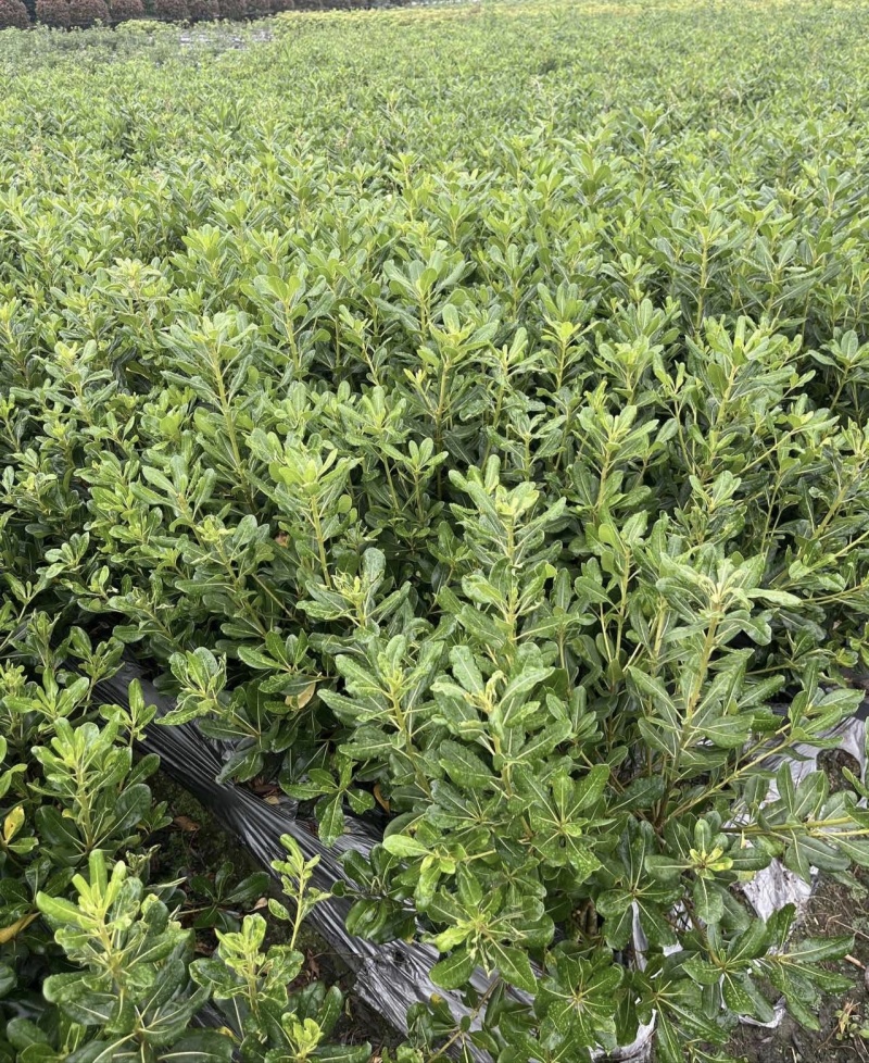 海桐宝珠香容器苗，高度30-50厘米，各种规格，常年直销