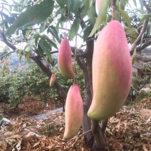 攀枝花芒果