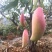 攀枝花芒果