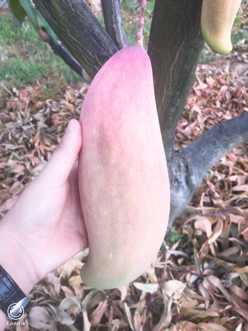 攀枝花芒果
