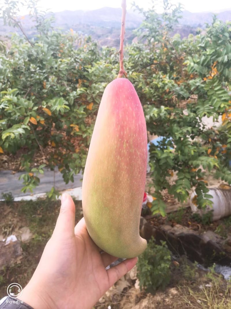 攀枝花芒果