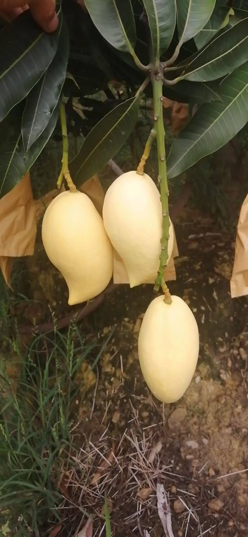 鹰嘴芒