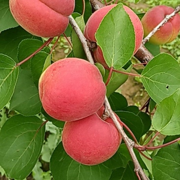 胭脂红杏，红度好，离核，甜仁