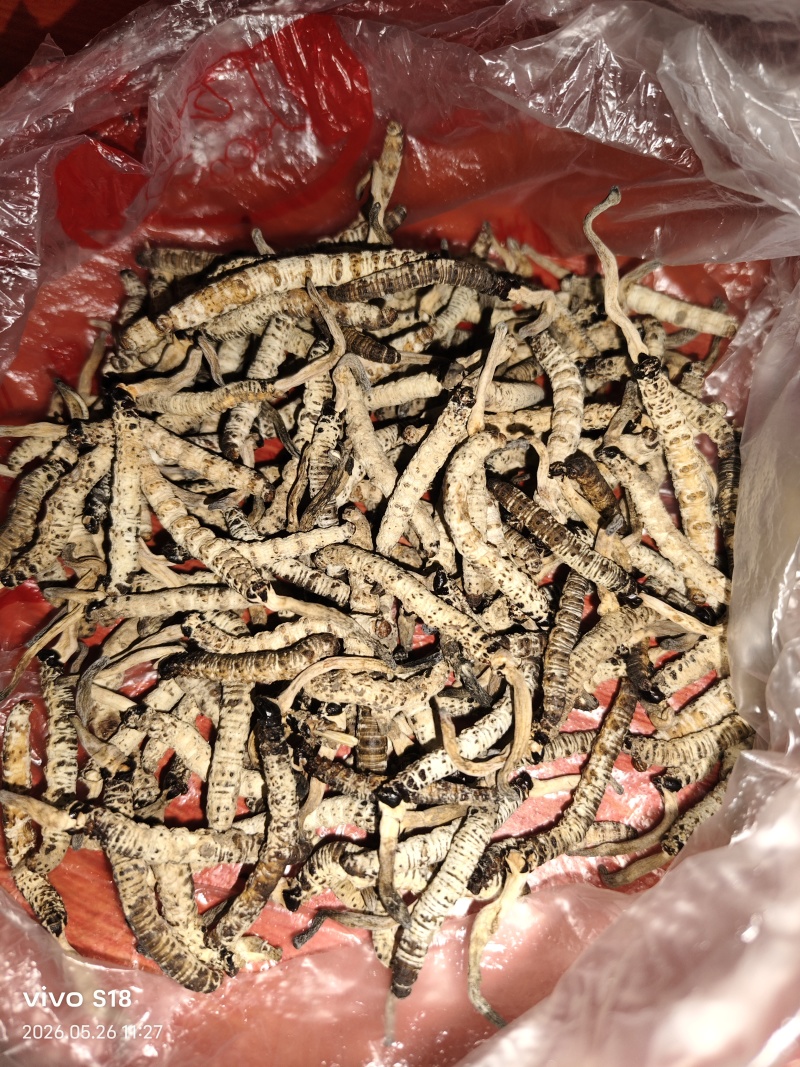 亚香棒虫草