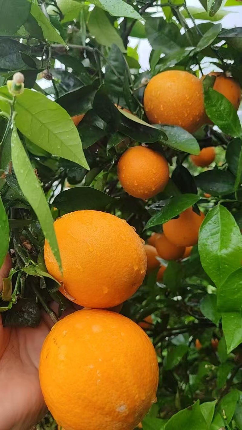 湖南夏橙大量上市，有商品果，榨汁果，量大价优欢迎随时看货