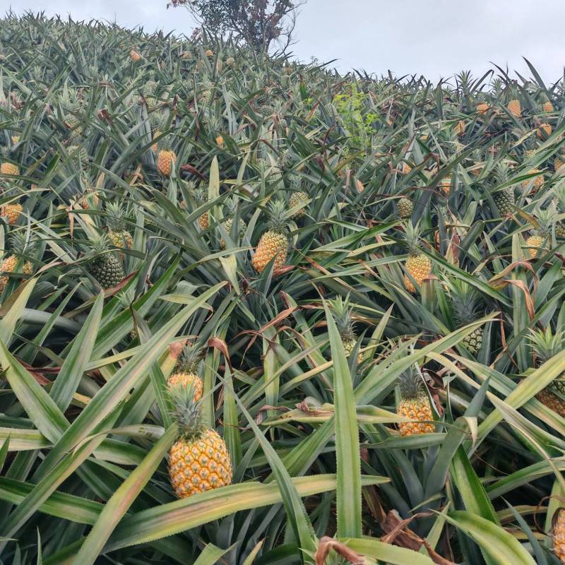 香水菠萝