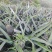香水菠萝