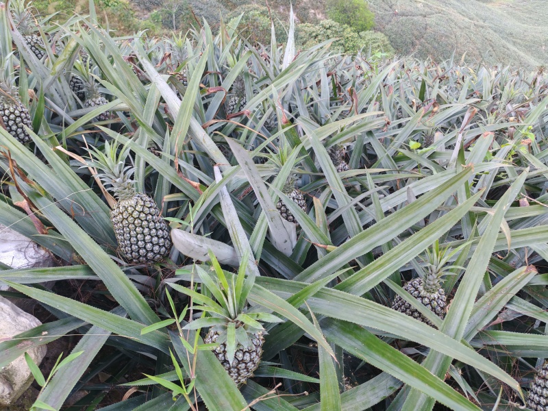 香水菠萝