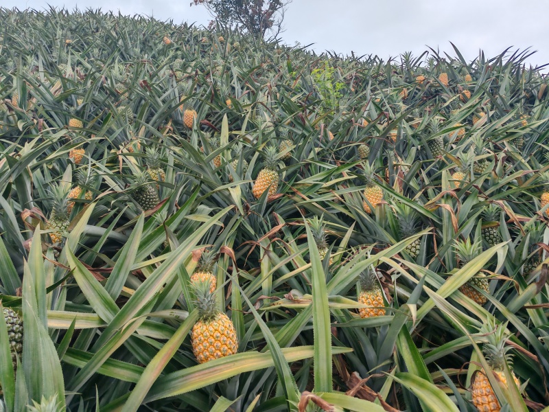 香水菠萝