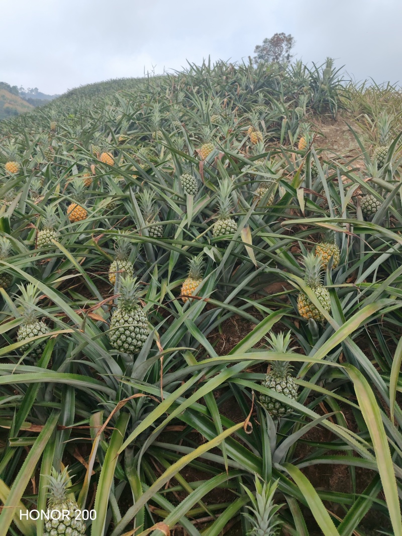 香水菠萝
