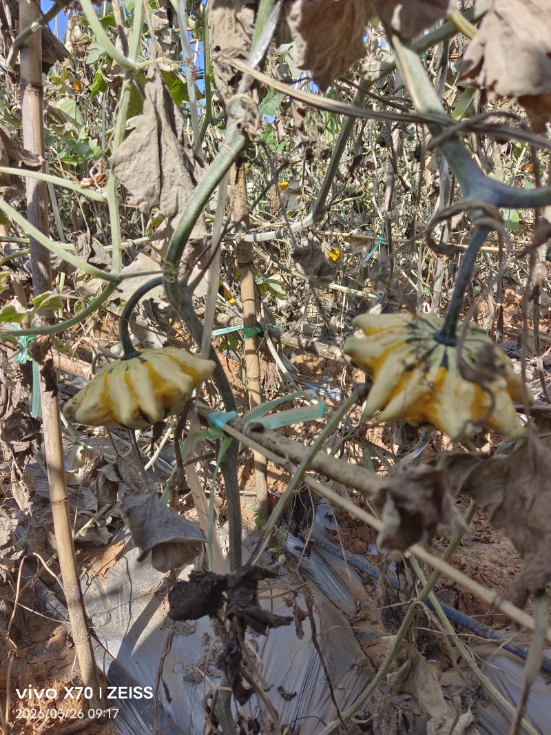 云南露天墨西哥七彩疙瘩葫芦