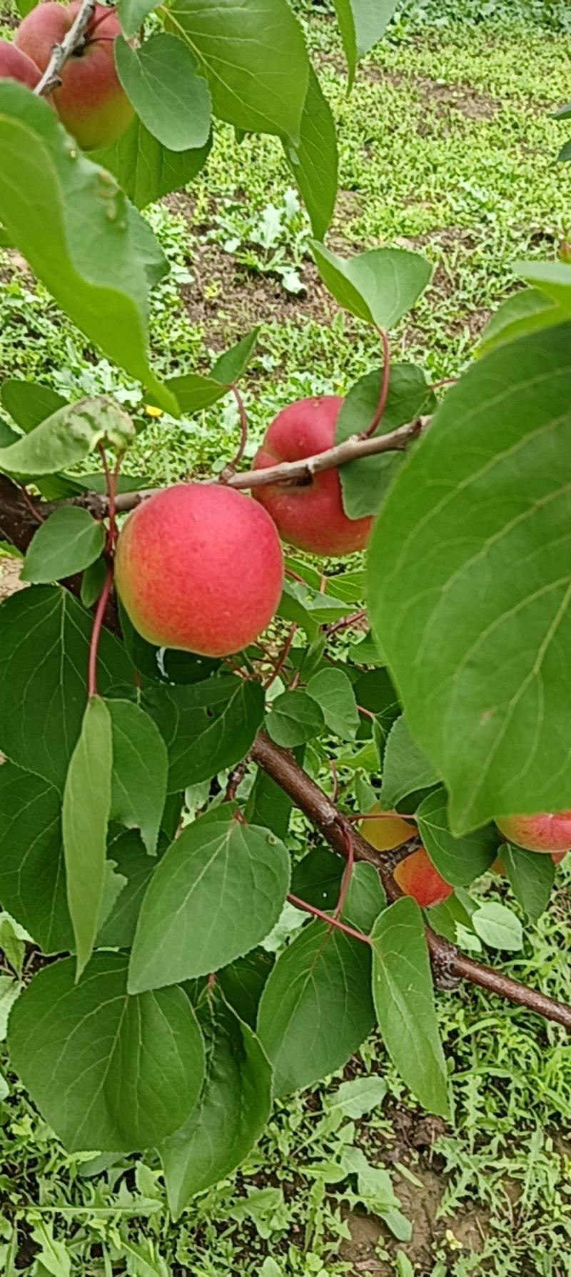 胭脂红杏，红度好，离核，甜仁
