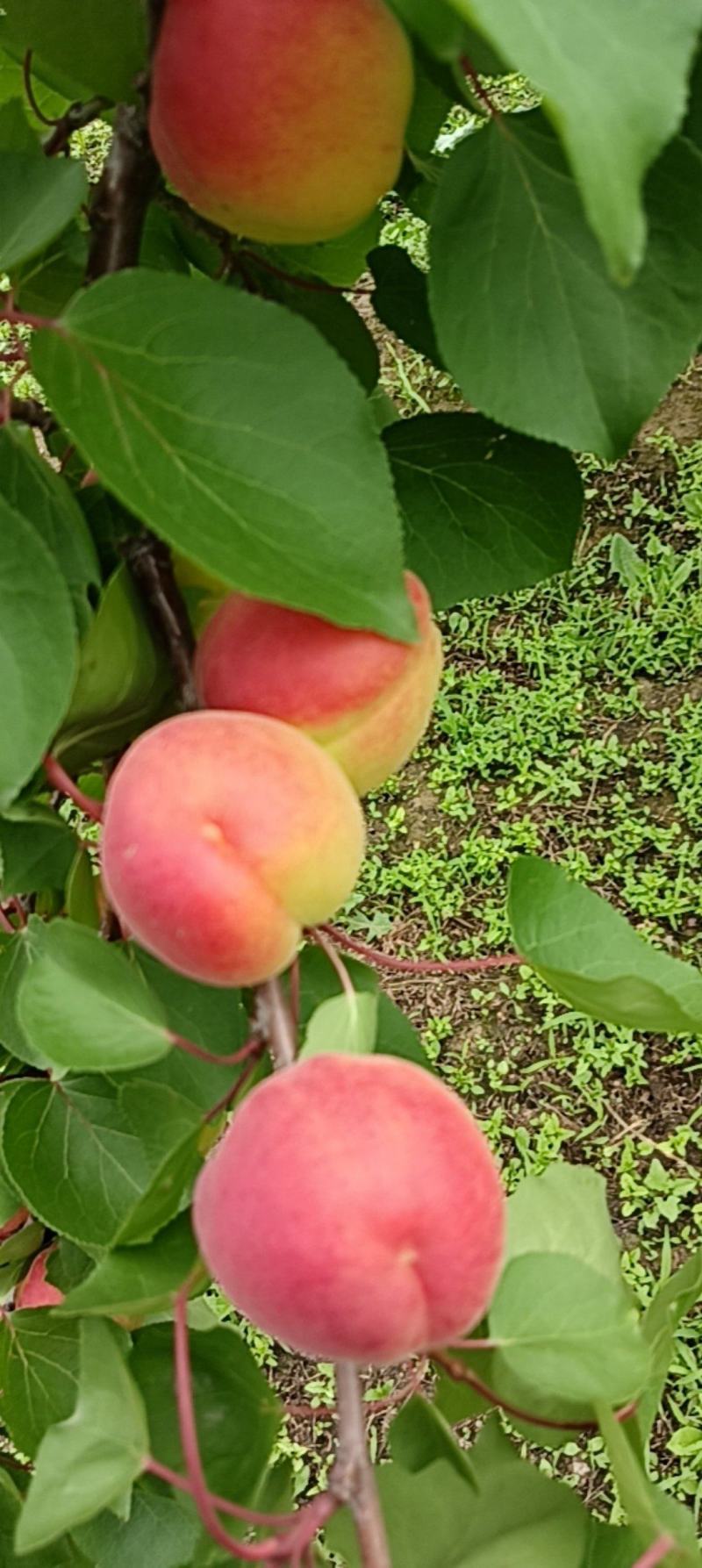 胭脂红杏，红度好，离核，甜仁