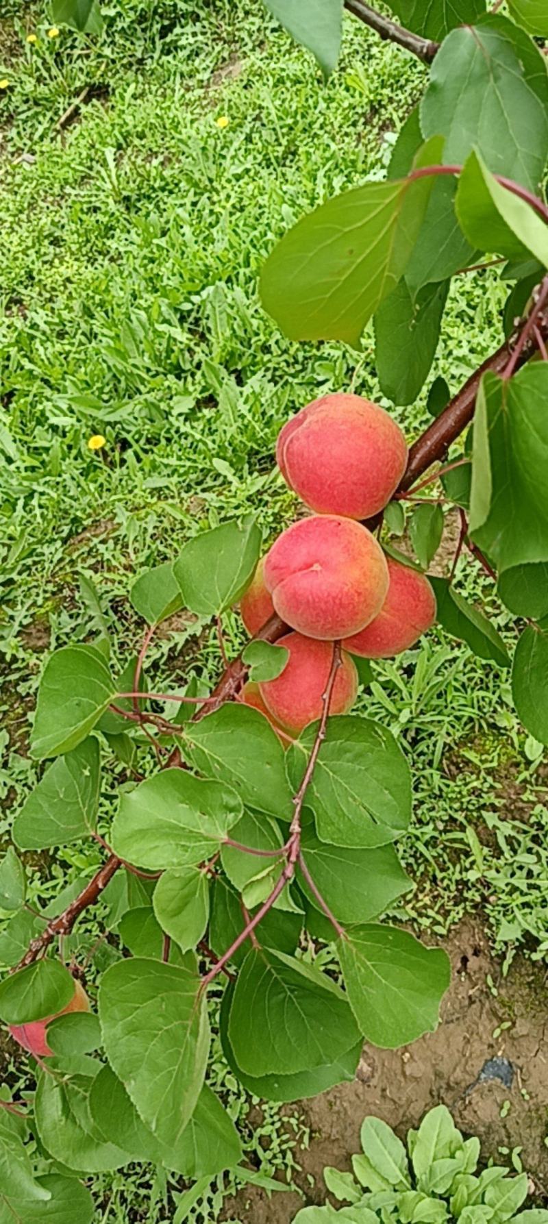胭脂红杏，红度好，离核，甜仁
