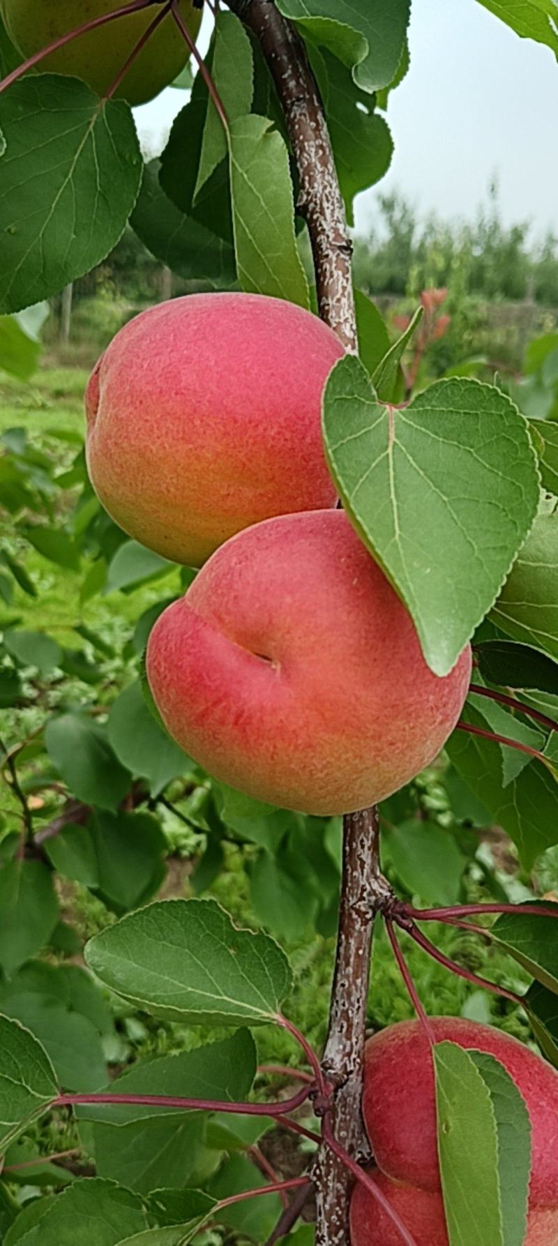胭脂红杏，红度好，离核，甜仁