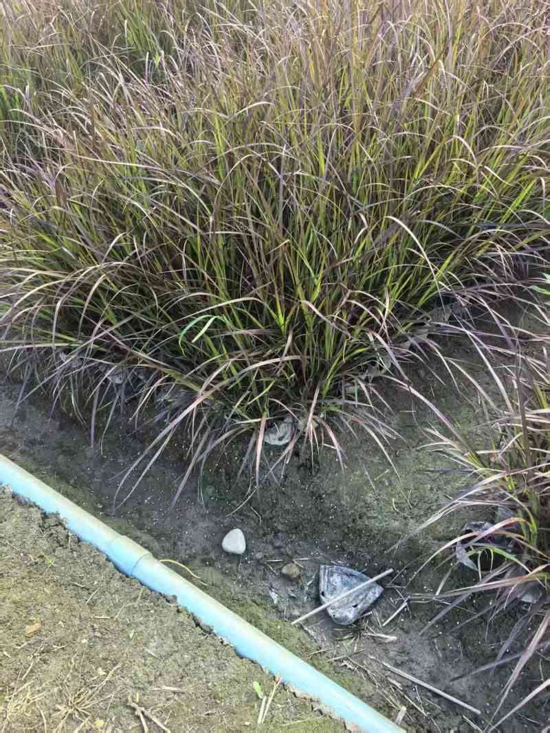 紫叶狼尾草容器苗，高度30，40，50厘米，多种规格量大