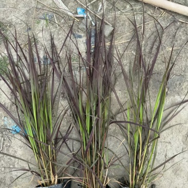 紫叶狼尾草容器苗，高度30，40，50厘米，多种规格量大