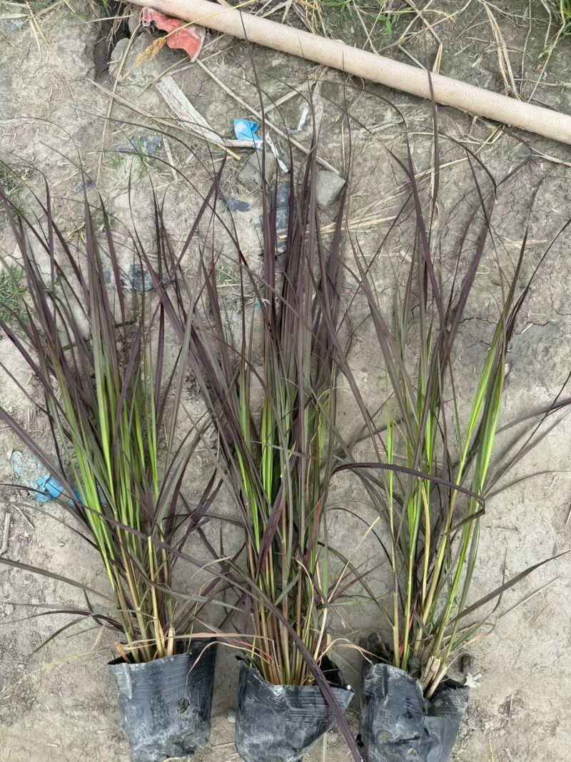 紫叶狼尾草容器苗，高度30，40，50厘米，多种规格量大
