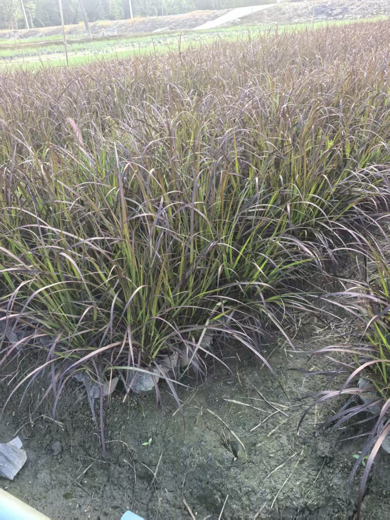 紫叶狼尾草容器苗，高度30，40，50厘米，多种规格量大