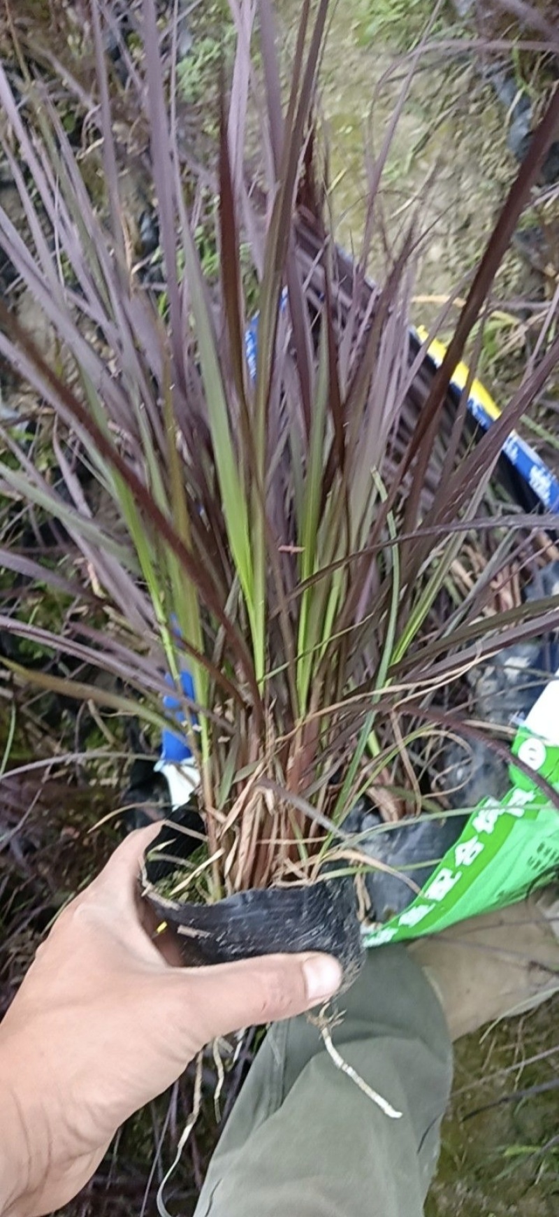 紫叶狼尾草容器苗，高度30，40，50厘米，多种规格量大