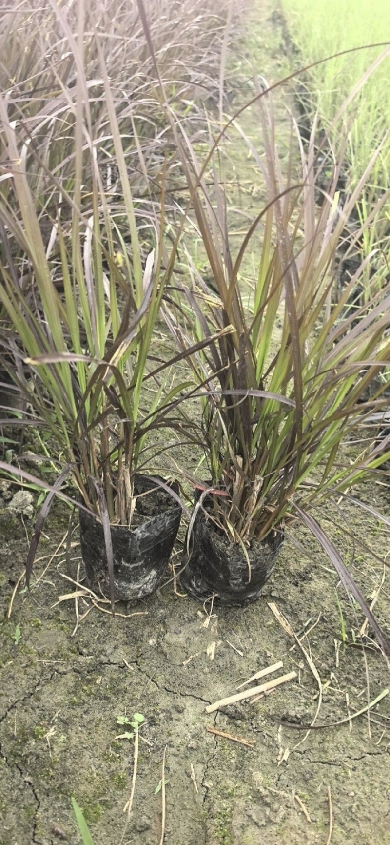 紫叶狼尾草容器苗，高度30，40，50厘米，多种规格量大