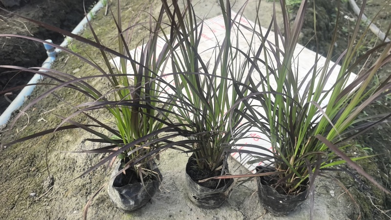 紫叶狼尾草容器苗，高度30，40，50厘米，多种规格量大