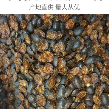 精选过捡大货土鳖虫