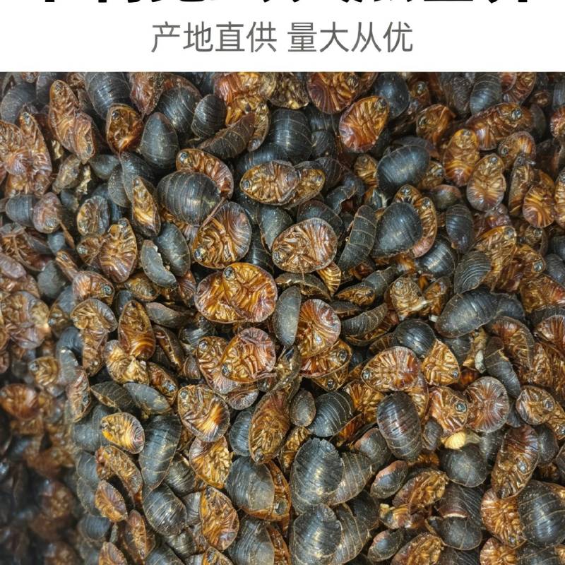 精选过捡大货土鳖虫