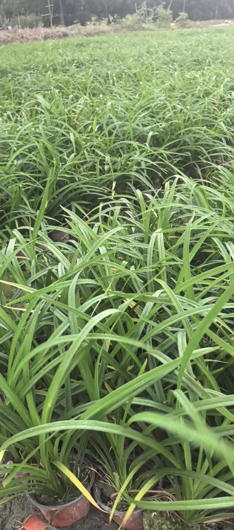 常绿萱草苗，高度25-40厘米多种规格，基地直销