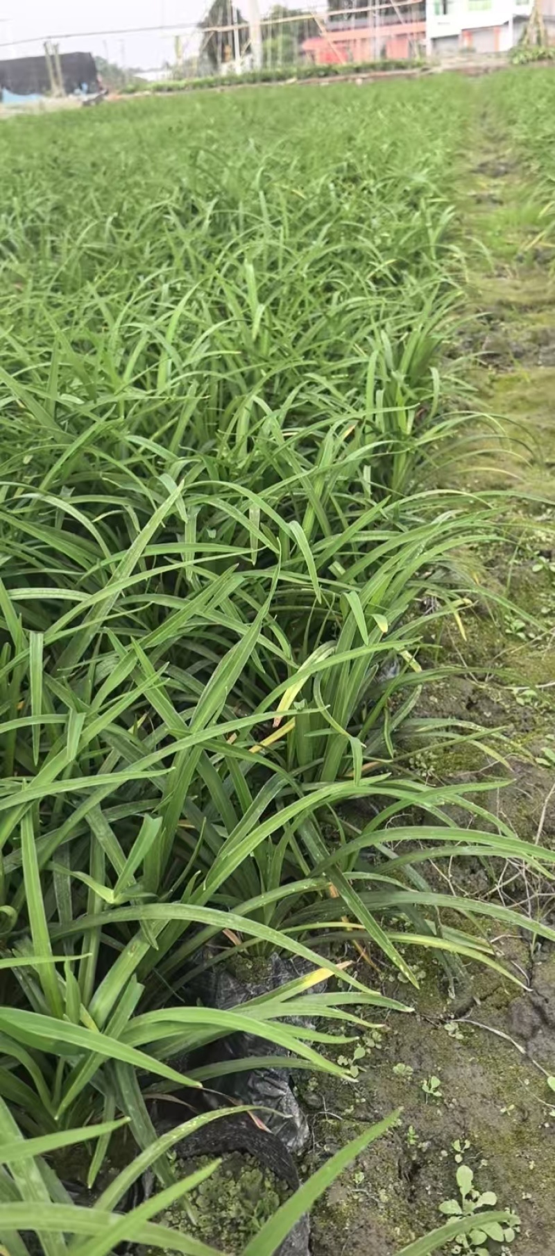 常绿萱草苗，高度25-40厘米多种规格，基地直销
