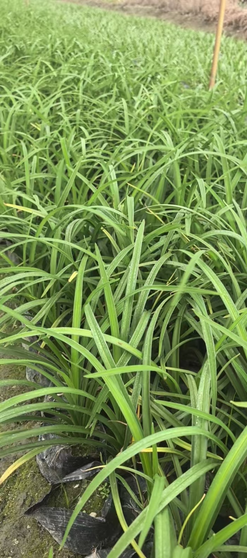 常绿萱草苗，高度25-40厘米多种规格，基地直销