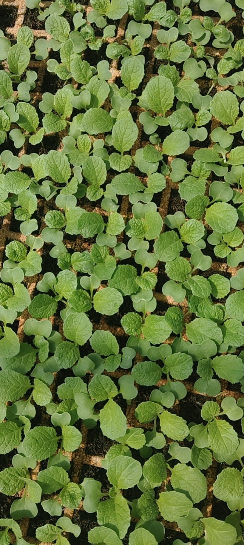 精品娃娃菜苗夏娃408