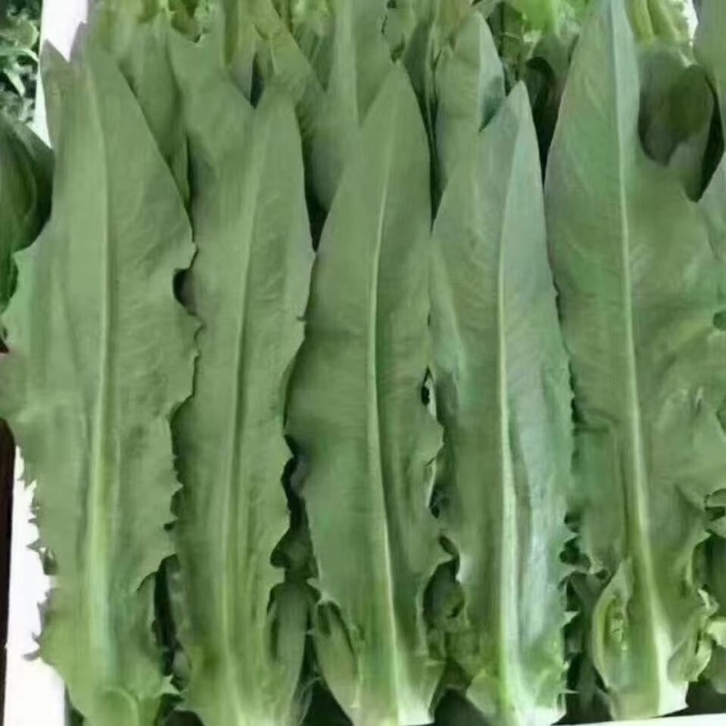 云南叶子菜
