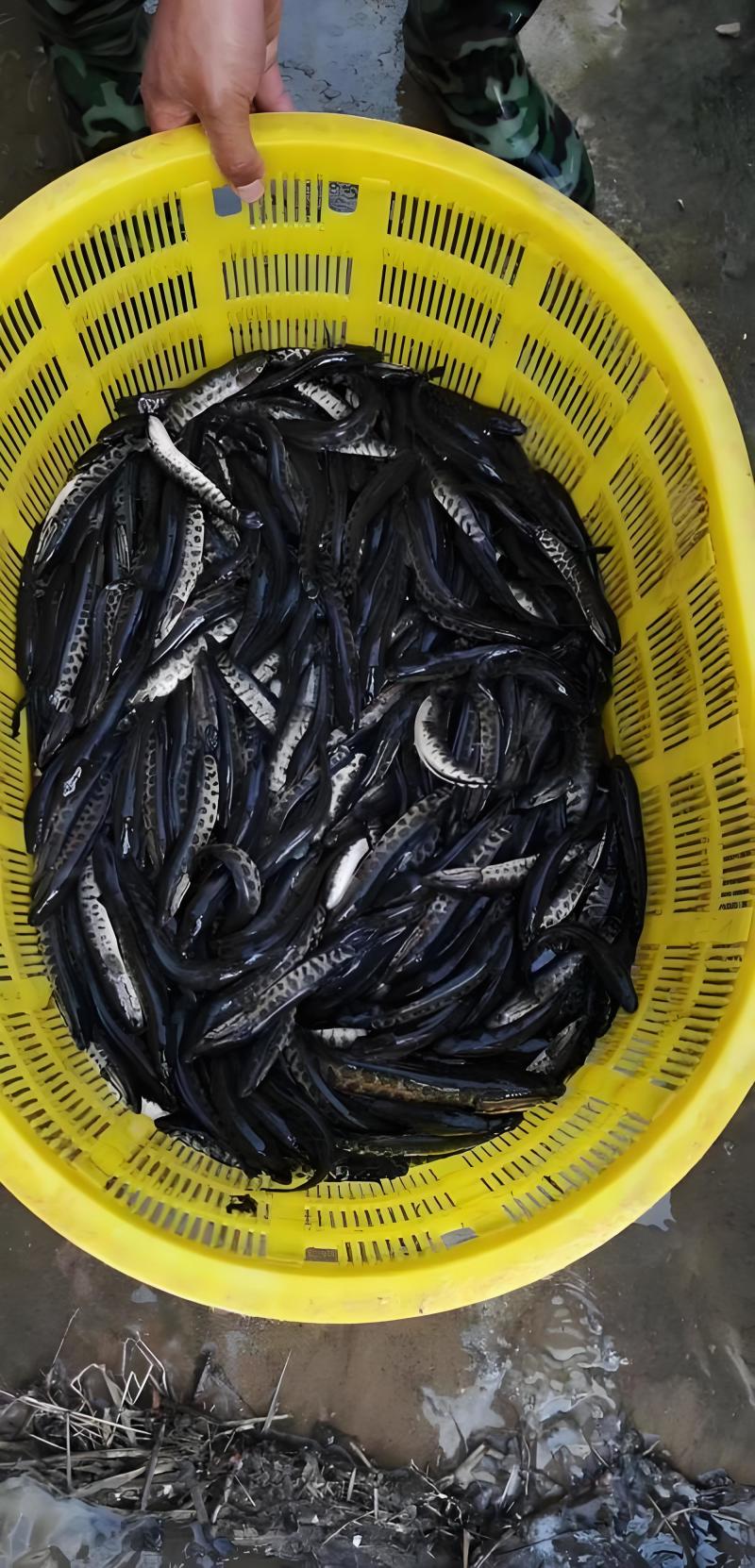 精品小花黑鱼苗全程免费提供技术资料签回收合同