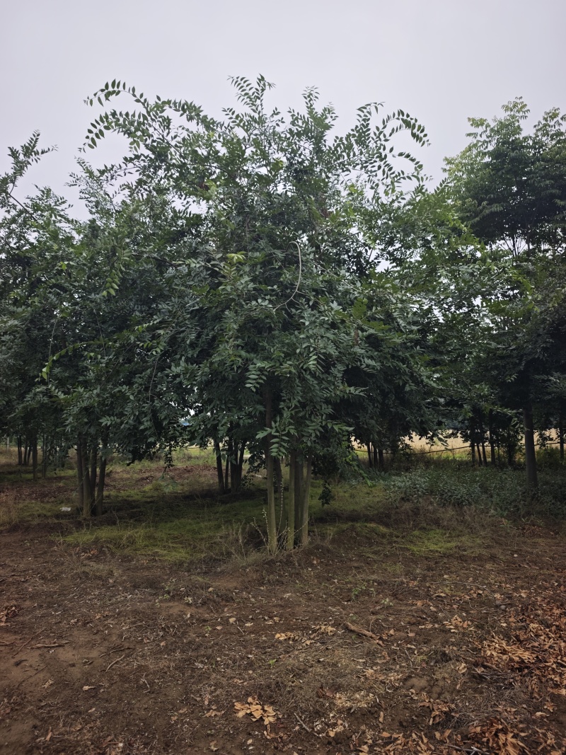 丛生朴树6米高冠5米