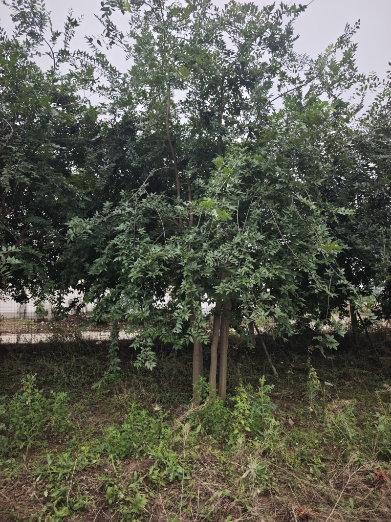 丛生朴树6米高冠5米