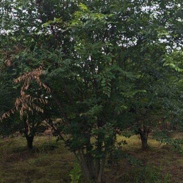 丛生朴树6米高冠5米