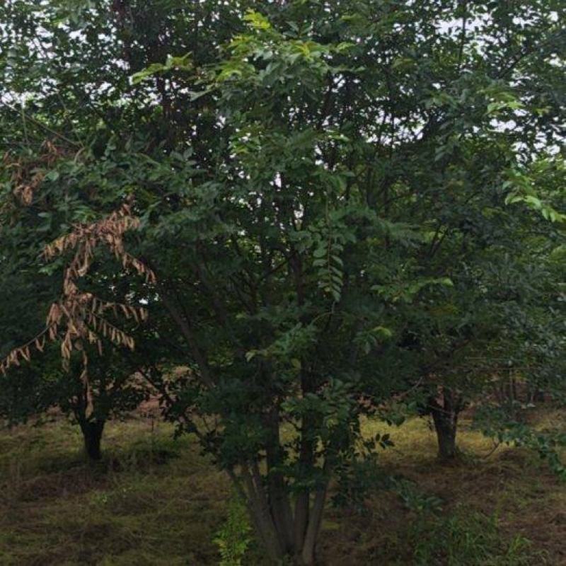 丛生朴树6米高冠5米