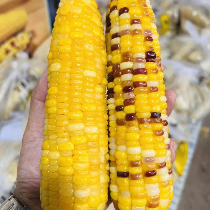出售五彩糯玉米，量大优惠