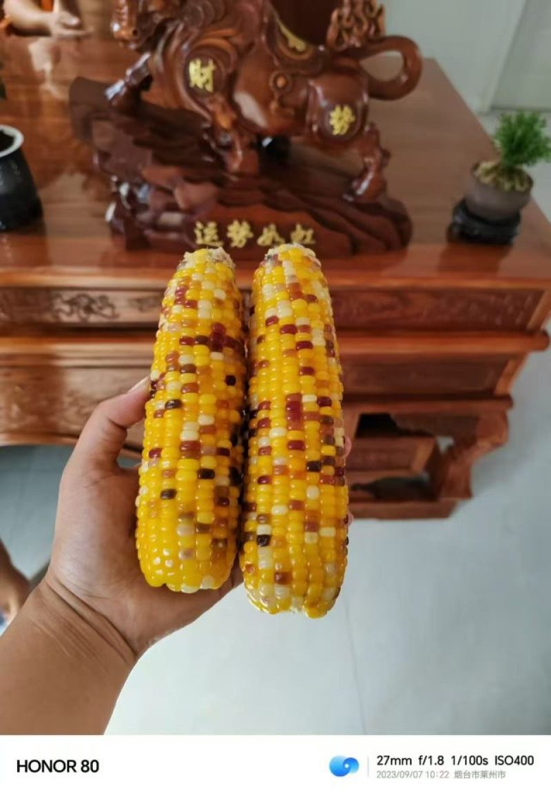 出售五彩糯玉米，量大优惠