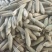 出售五彩糯玉米，量大优惠