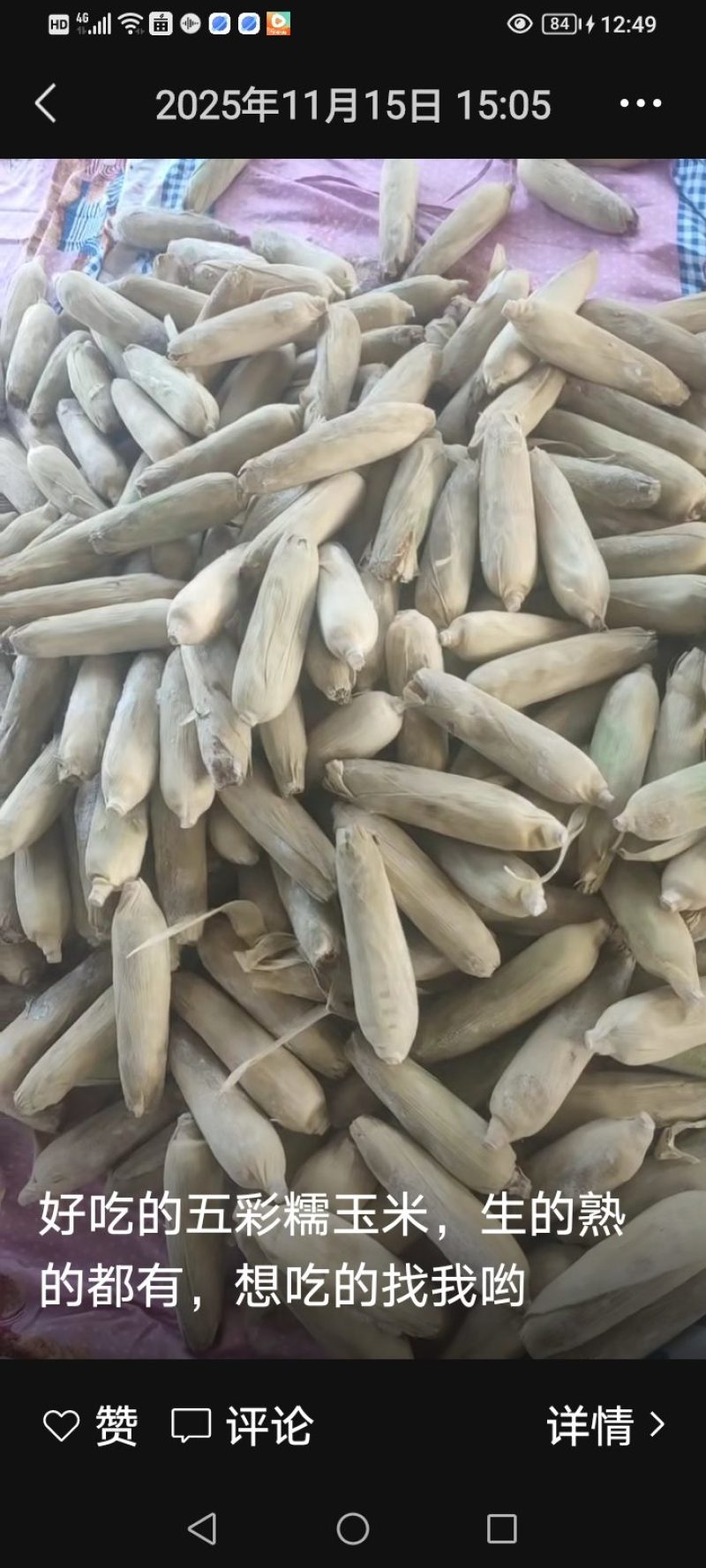 出售五彩糯玉米，量大优惠
